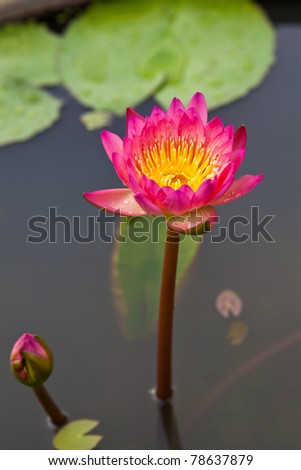 beautiful blossom pink lotus with yellow pollen and water drops