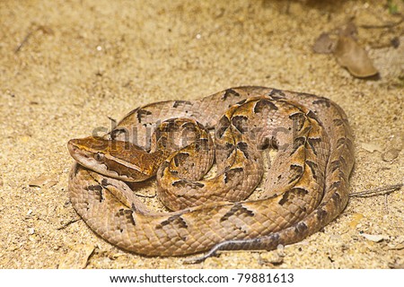 Malayan Pit Viper Snake On Sand Stock Photo 79881613 : 