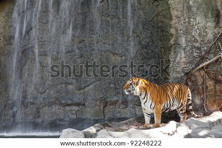 Siberian Tiger in front of the waterfall in a zoo