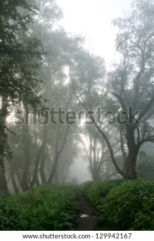 A path through a mysterious foggy forest