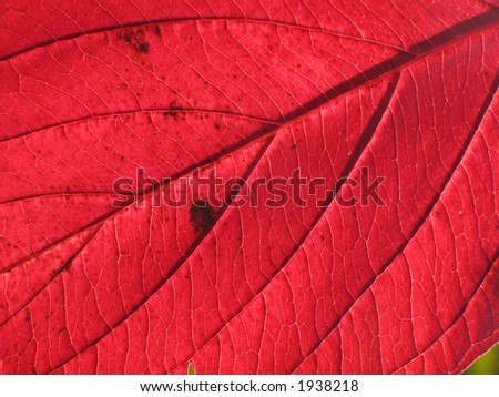 Red leaf structure