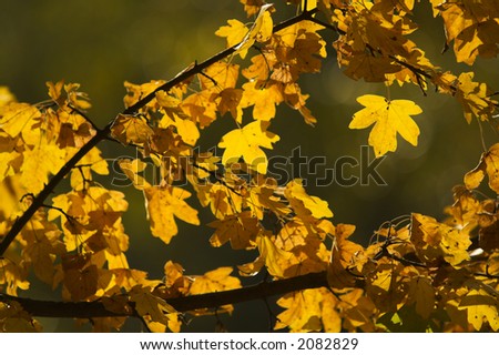 Shining maple leaf