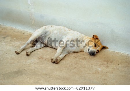 Fat dog sleeping