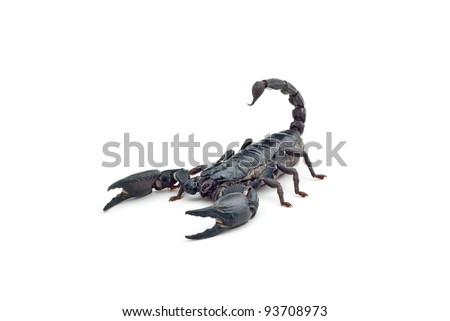 Elephant Scorpion