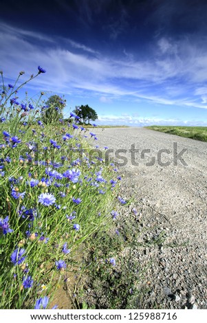 Straight path and blue flowers