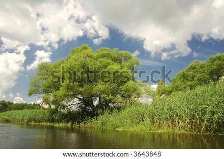 green tree close to water with dark cloud