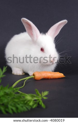 [Obrazek: stock-photo-young-white-rabbit-with-carr...080019.jpg]