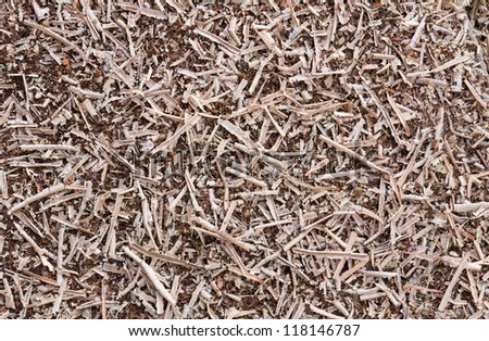 Wooden sawdust and  Wood chips  texture shavings background