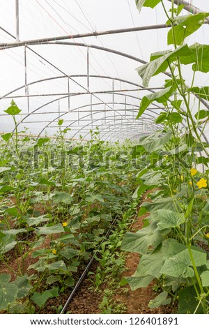 Pumpkin vines grow plants growing in a greenhouse