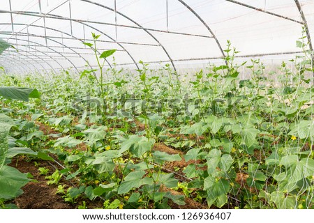 Pumpkin vines grow plants growing in a greenhouse