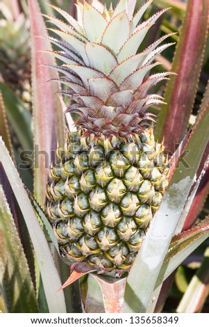 Young pineapple tree in plant close up