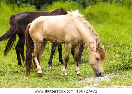 Horse feeding in a field in the sunlight