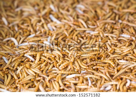 Meal worms is the common name for the larvae of the beetle Tenebrio molitor.