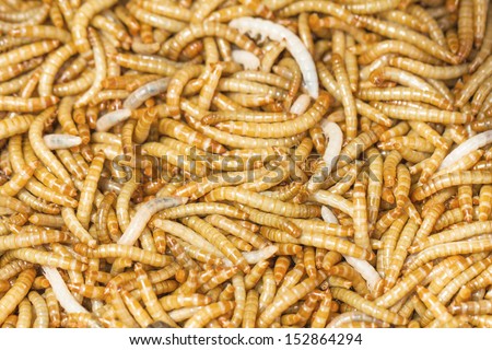 Meal worms is the common name for the larvae of the beetle Tenebrio molitor.