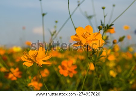 Orange cosmos flower in field,Cosmos flower family fompositae