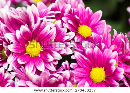 Gerbera flower of the daisy family, native to Asia and Africa, with large brightly colored flowers.