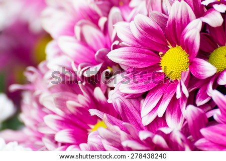 Gerbera flower of the daisy family, native to Asia and Africa, with large brightly colored flowers.
