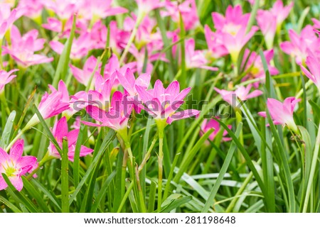 Fairy Lily,Rain Lily,  Little Witches flower in garden