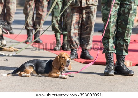 Army Soldier with dog, Training dogs of war