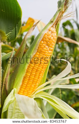 Corn on the stalk in the field