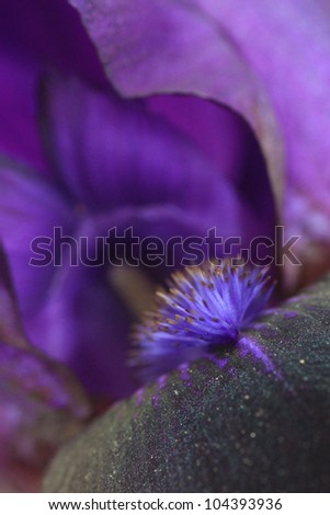 Macro view of deep purple or black iris