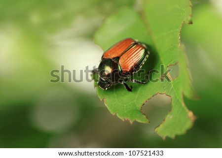 Japanese beetle, common garden pest, on rose bush