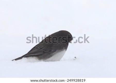 Often referred to a s snowbird, the common junco eyes a seed atop the snow