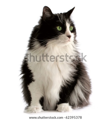 black and white cat with green eyes. male cat with green eyes
