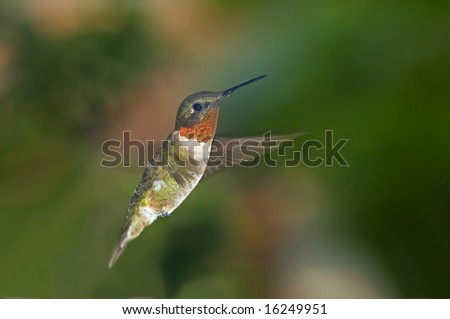 Ruby throated hummingbird flies past flowers, wings nearly invisible due to their speed