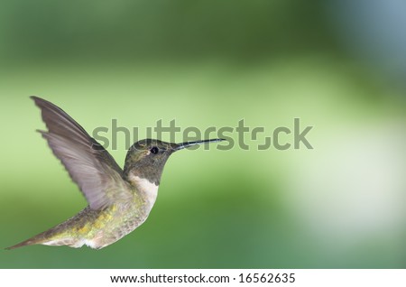 Hummingbird \
