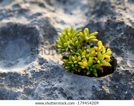 Plant growing on rock
