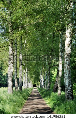Straight path, right and left birches, sunny spring day/Birch avenue
