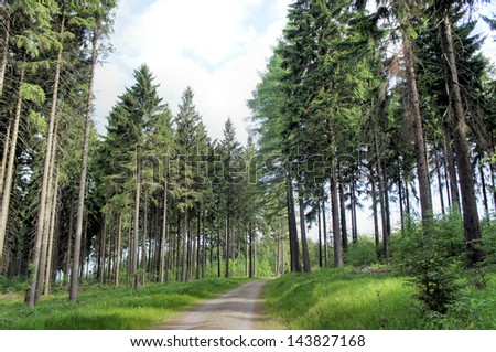 Forest road through a spruce forest, blue sky and clouds/Forest road