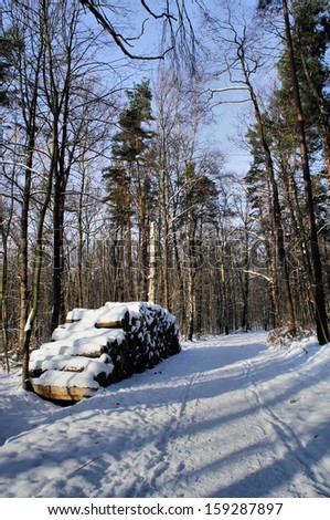 Way through a winter forest, at the wayside is a large stack of logs; sunny day with light and shadow/Wood pile in winter forest