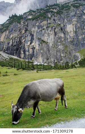 Grazing cow before a rock face/Grazing cow