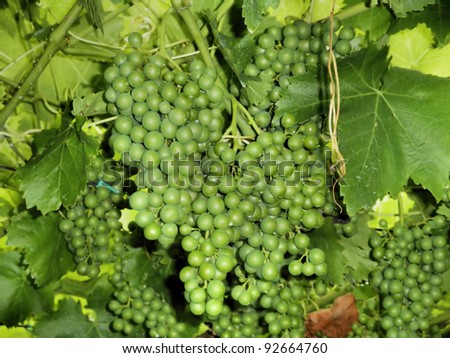 close-up image, green grapes, berries small, immature  Green bunch of grapes
