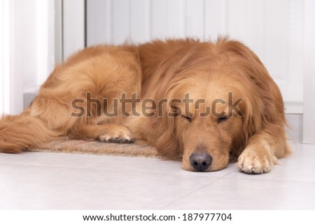 A Golden Retriever dog lying on the floor