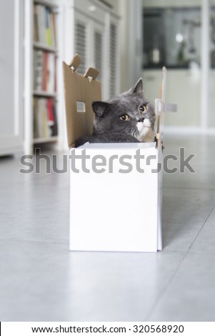 The cat hiding in cardboard box