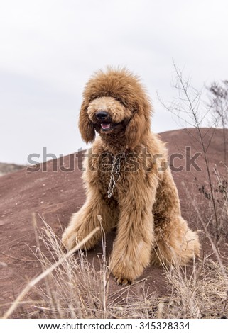 A Teddy dog in outdoor activities