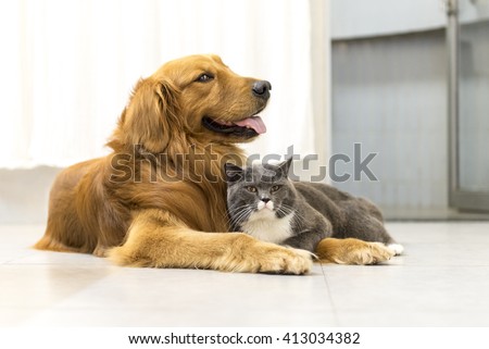 British Shorthair cat and golden retriever