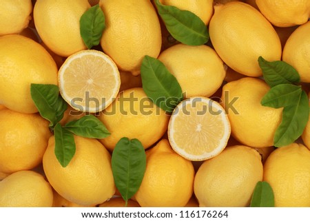 Group of fresh lemons with their leaves