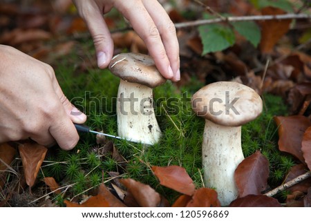 A woman is collecting mushrooms in the woods