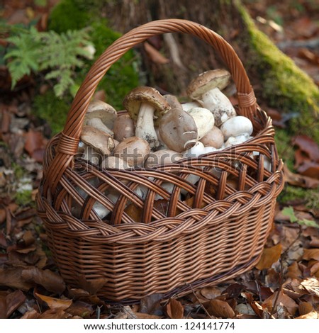 Basket full of freshly picked mushrooms in a forest