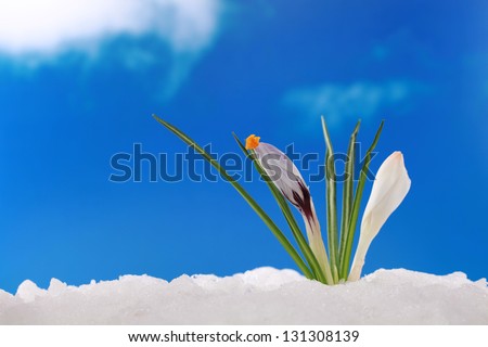 In winter or spring the first crocuses come through the snow