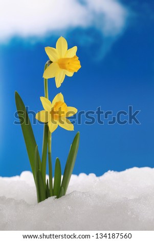 The first daffodils come through the snow