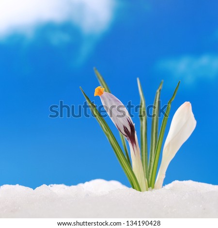 In spring season the first crocuses come through the snow