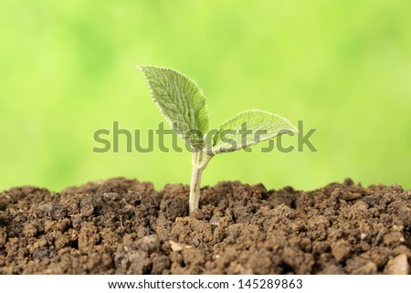 A young plant is growing in the dirt on a light green background