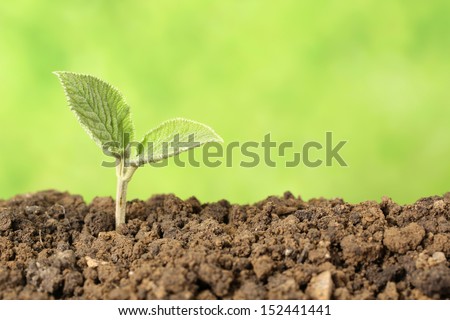 A seedling is growing in the dirt, concept beginning of a new life