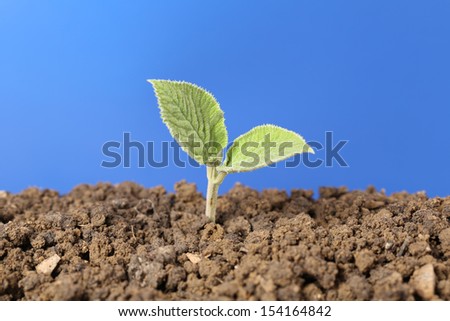 A small plant is growing in the dirt in a garden new life topic