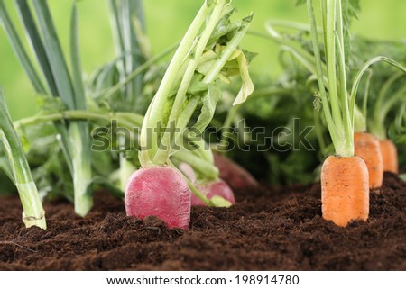 Healthy eating ripe vegetables in a vegetarian garden in nature
